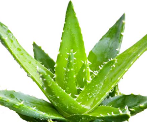 Aloe Vera Gel Fresh Frozen Locally  58 oz For Cheap